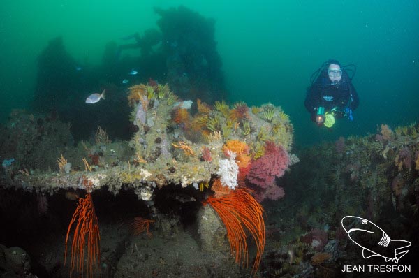 Divers and fishes explore the colorful corals that coat the surfaces of the MFV Princess Elizabeth wreck in Smitswinkel Bay, Cape Peninsula