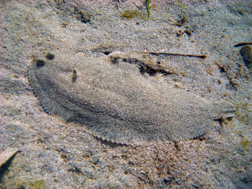 Close up of large flounder making his way along the sandy bottom of No Name dive site on Klein Bonaire