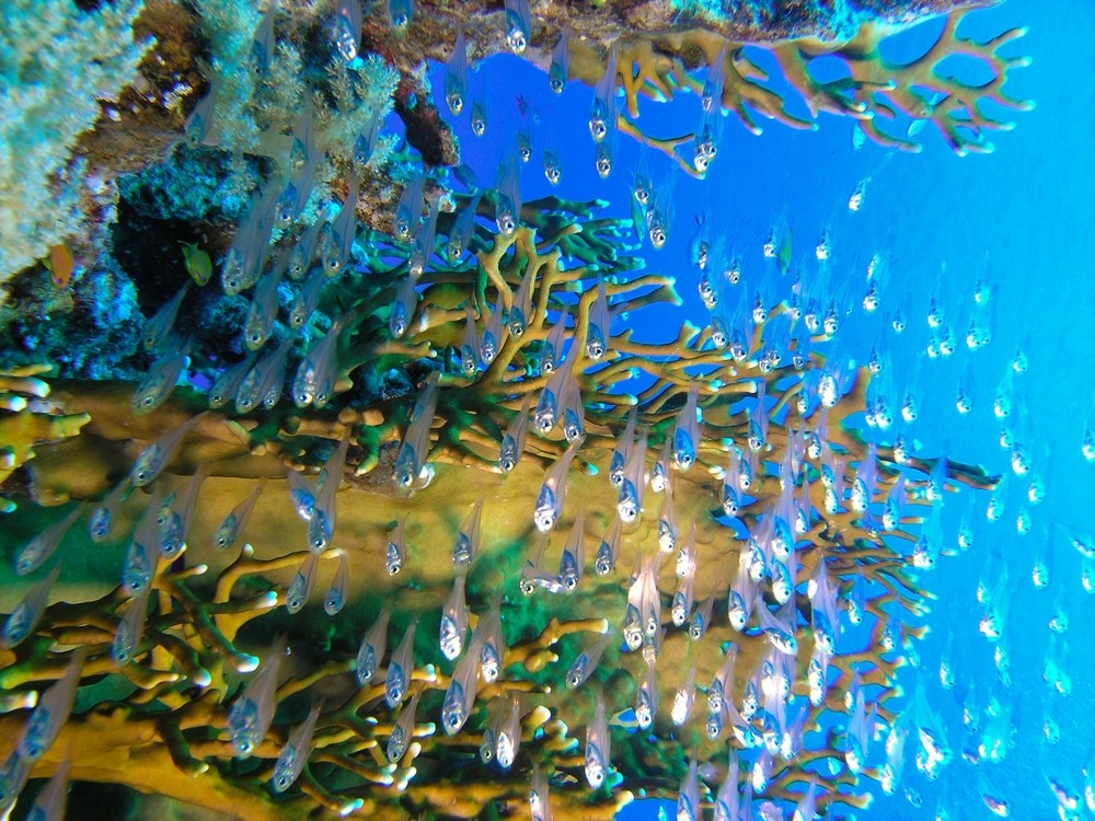 Shoal of glassfish make their way about Kuderu Express dive sites at Maldives&#039; Lhaviyani Atoll