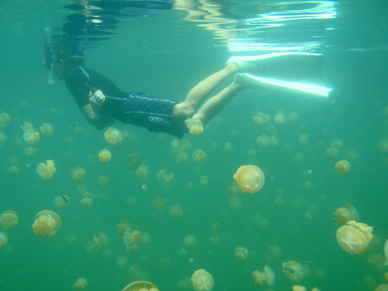 A snorkeler swims with golden jellyfish in Palau&#039;s Jellyfish Lake