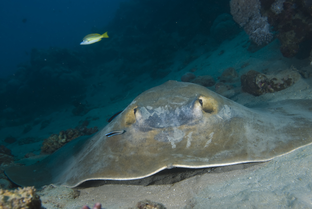 Jenkins whipray scours the sandy bottom at Midway Reef dive site on the Bidong Islands in Malaysia