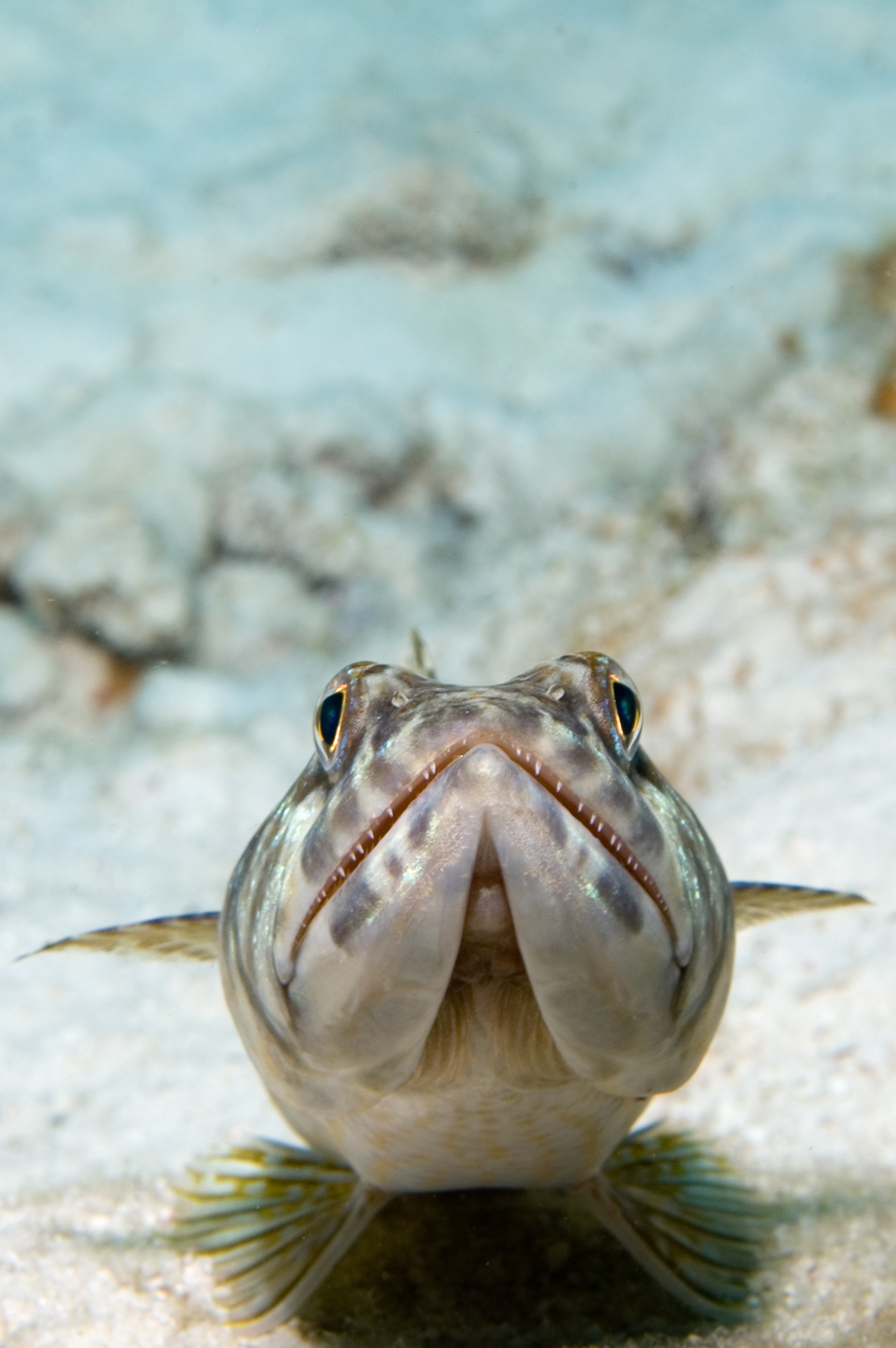 Lizardfish smiles for diver photos at the Aquarium dive site in Bermuda