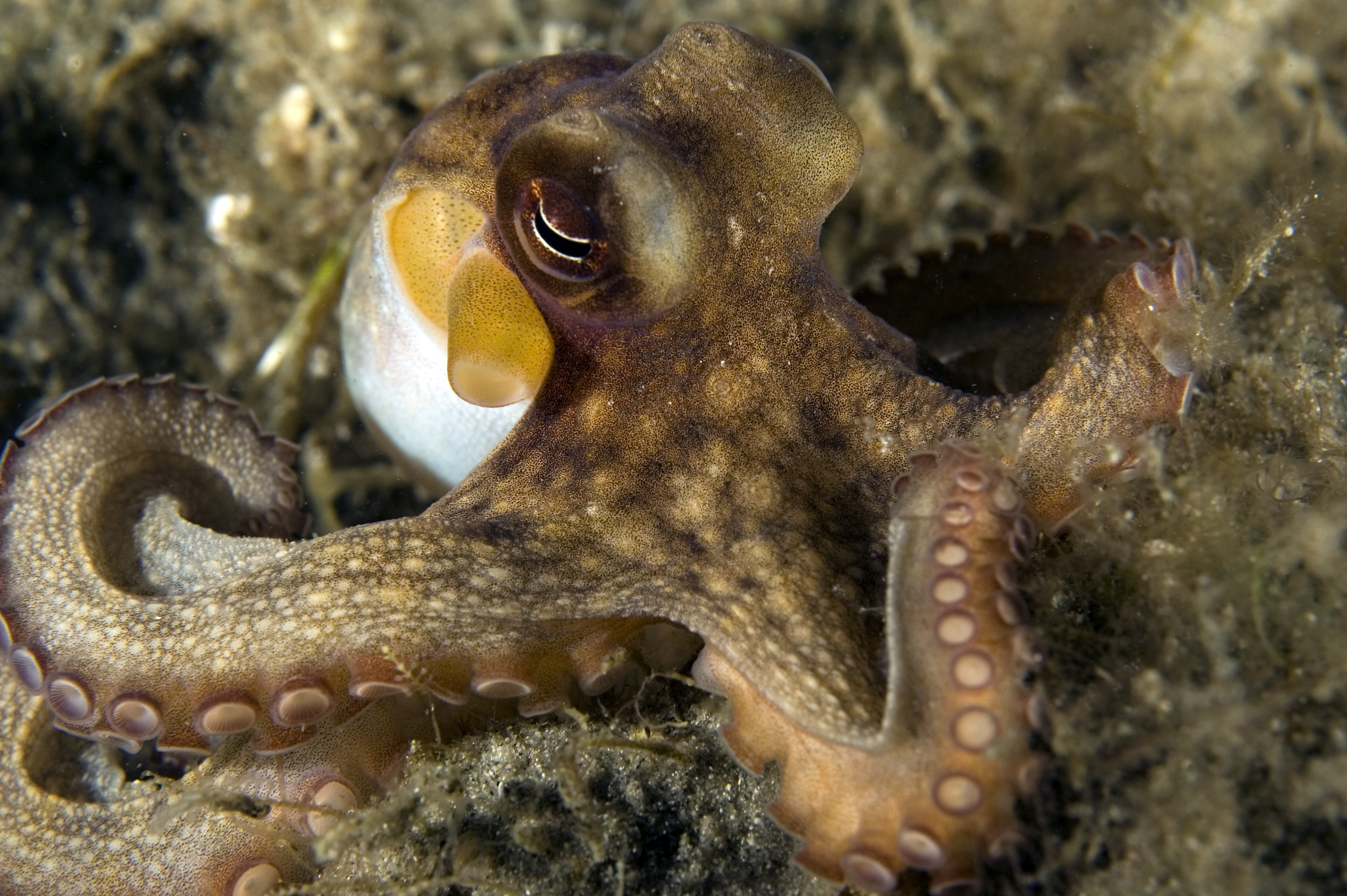 Octopus blends in with the surroundings at Calaba&#039;s Reef at Divi Flamingo Resort in Bonaire