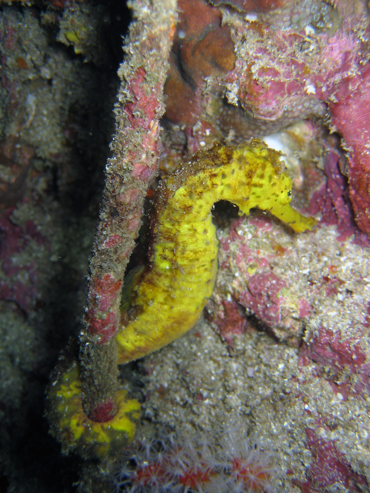 Brightly colored seahorse clings to the structures that lie along the sandy bottom of Kralendjick Town Pier in Bonaire