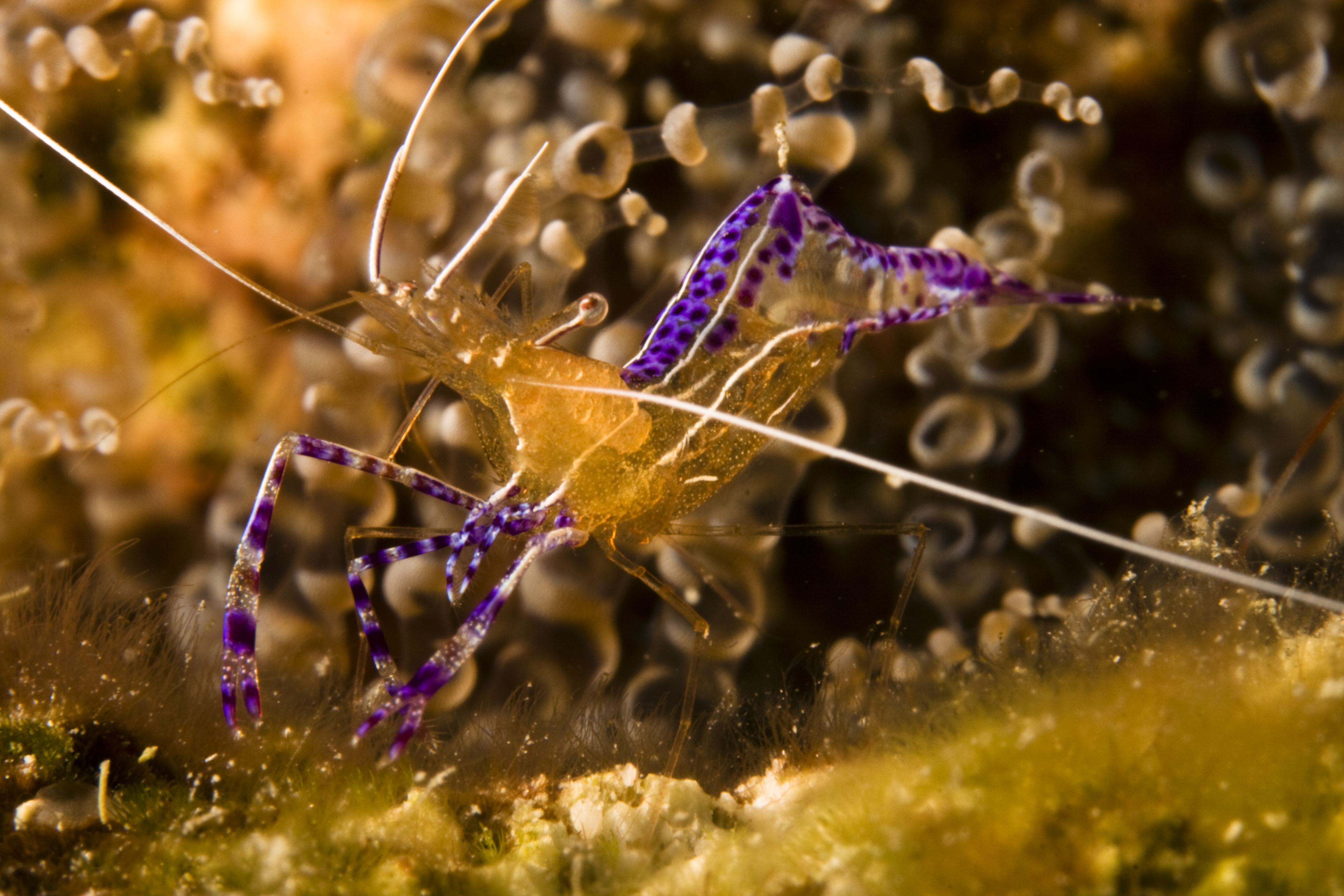 Orange, purple, and white shrimp mingles among the corals found at Mystique dive site on Carriacou Island&#039;s Sister Rocks