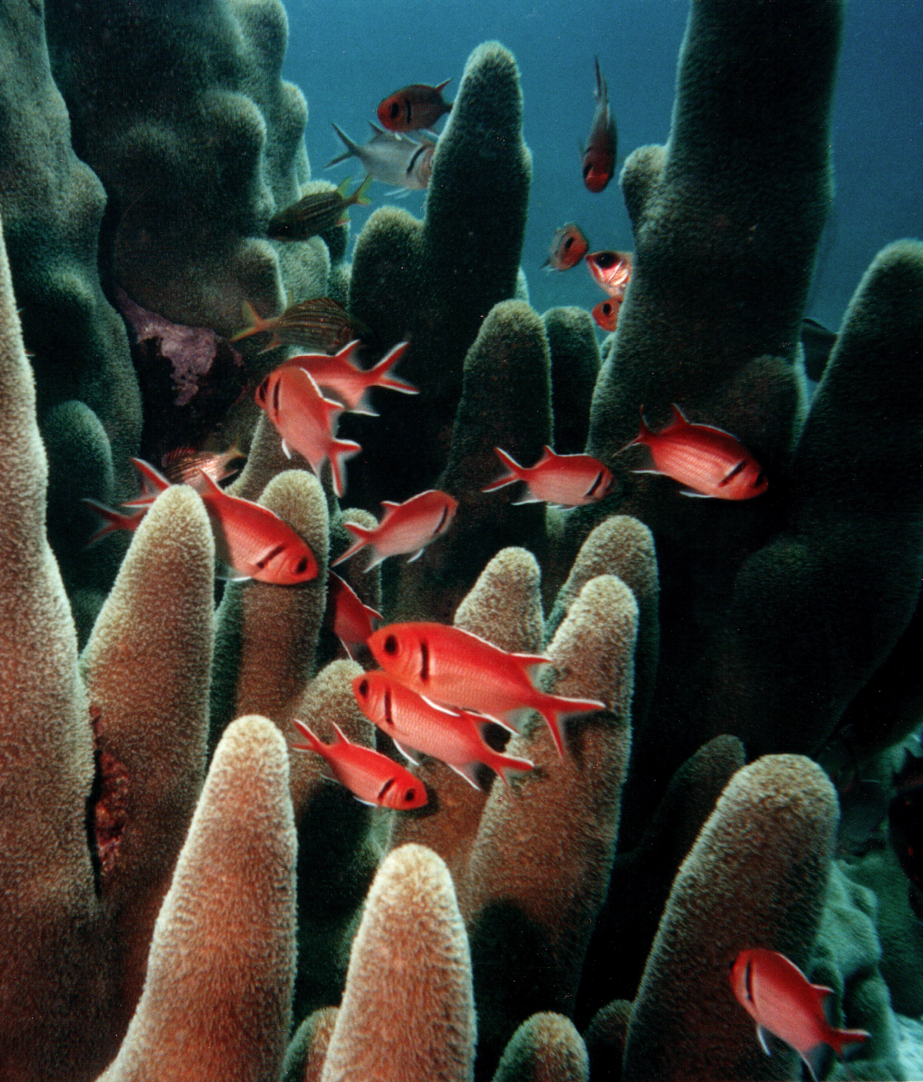 School of soldierfish explore coral structures at the Cape Awkward dive site in Cyprus