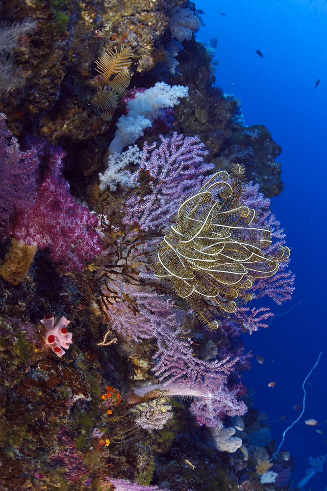 Vibrantly colored pink, purple, white, and yellow corals pepper the walls and ledges of Bougainville Reef in the Coral Sea Islands