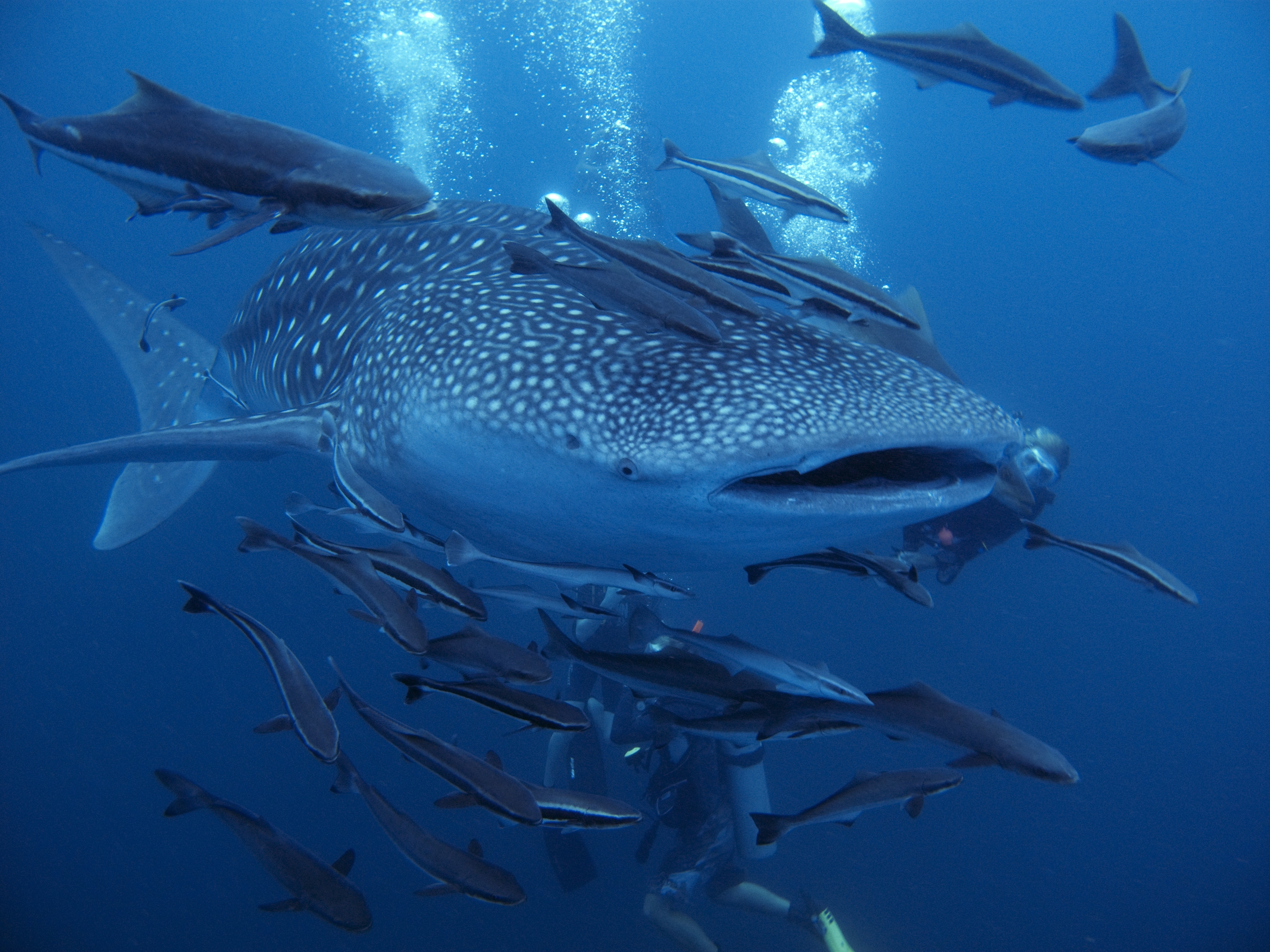 Divers in Seychelles volunteer with the Seychelles Marine Conservation Society to tag whalesharks in efforts to help with conservation of these majestic creatures