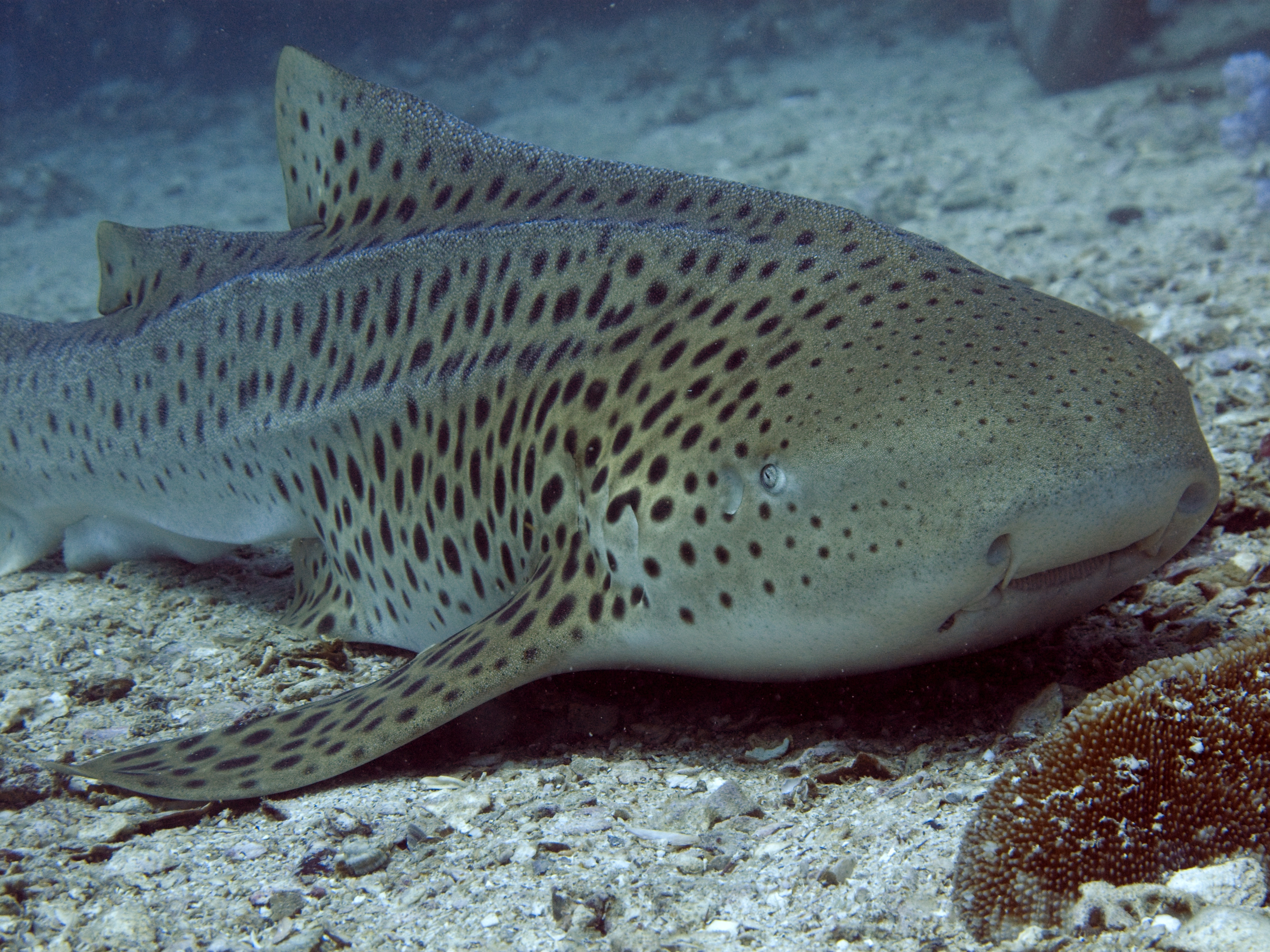 small leopard shark rests on the ocean bottom at bugor reef on the philippines&#039; coron island