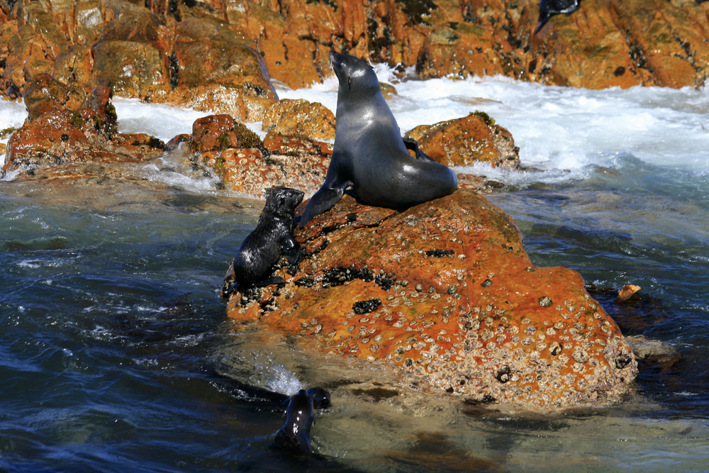seals rest on rocky surface in south africa&#039;s seal island trying to avoid a great white shark attack