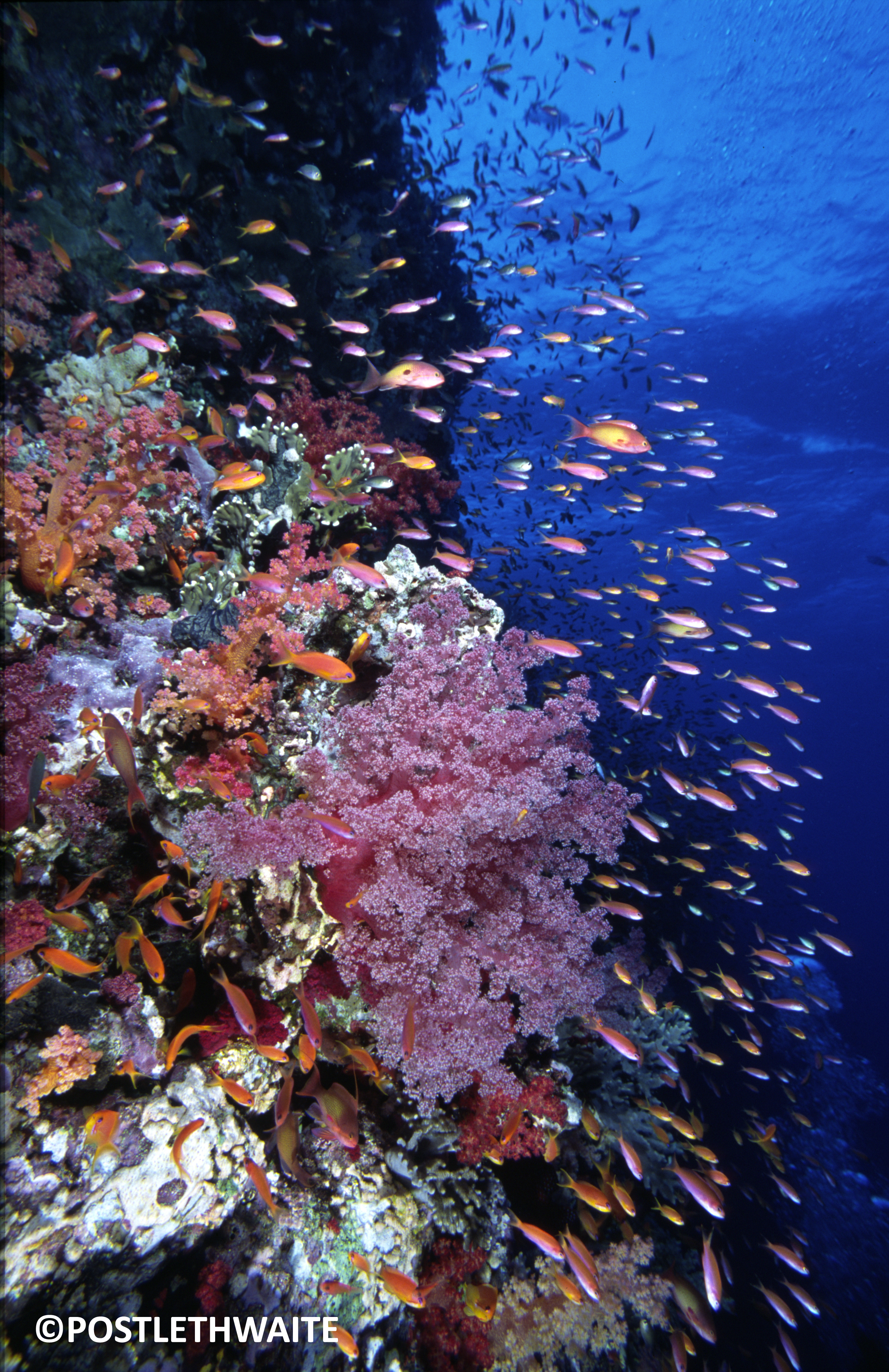 Reef &amp; Anthias